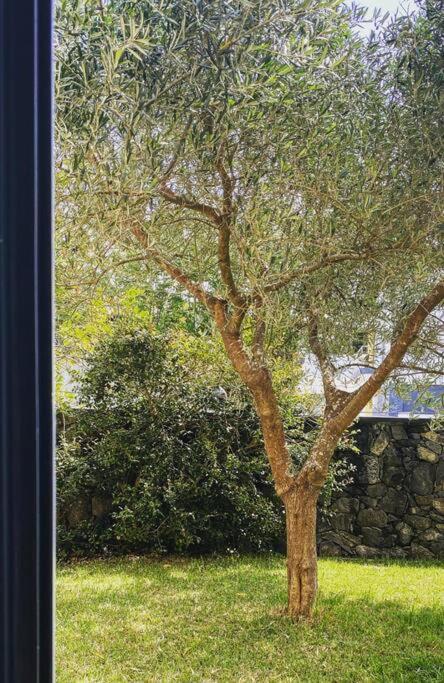 Casa Raiz Villa Ponta Delgada  Ngoại thất bức ảnh