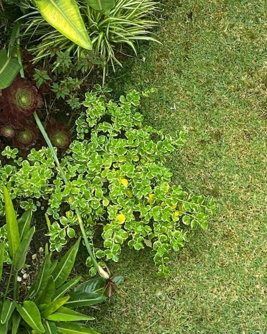 Casa Raiz Villa Ponta Delgada  Ngoại thất bức ảnh